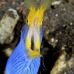 eel_ribbon_bhr_tam_v_0223_bal6042.jpg